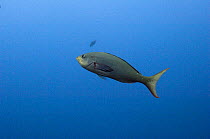 Creole Fish / Gringo (Paranthias colonus) Central Isles, Galapagos Islands, Ecuador, South America