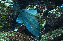 Finescale Triggerfish (Balistes polylepis) feeding off of Wolf Island, Galapagos Islands, Ecuador, South America