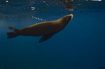 Galapagos Fur Seal (Arctocephalus galapagoensis) just below the surface off of Wolf Island, Galapagos Islands, Ecuador, South America