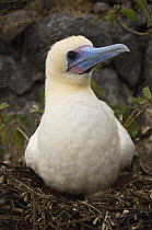 Red-footed Booby (Sula sula websteri) white morph on nest, Wolf Island, Galapagos Islands, Ecuador, South America