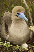 Red-footed Booby (Sula sula websteri) on nest, Wolf Island, Galapagos Islands, Ecuador, South America
