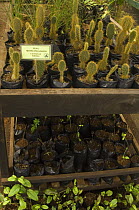 Nursery of Endemic / Native Galapagos Plants for sale at a subsidized rate to encourage use of native species rather than introduced ornamental plant for local gardens. CDRS (Charles Darwin Research S...