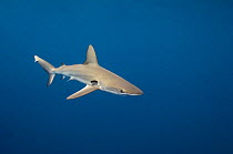 Galapagos Shark (Carcharhinus galapagensis) off of Wolf Island, Galapagos Islands, Ecuador, South America