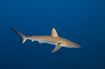 Galapagos Shark (Carcharhinus galapagensis) off of Wolf Island, Galapagos Islands, Ecuador, South America