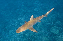 Galapagos Shark (Carcharhinus galapagensis) from above off of Wolf Island, Galapagos Islands, Ecuador, South America