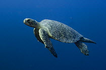 Galapagos green turtle (Chelonia mydas agassisi) off Wolf Island in the northern archipelago group of Galapagos, Ecuador, South America