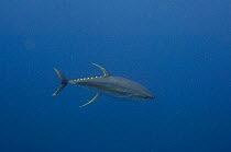 Yellow fin tuna (Thunnus albacares) off of Wolf Island, Galapagos Islands, Ecuador, South America