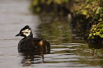 White tufted grebe (Podiceps rolland rolland) on water, Pebble Island, Falkland Islands