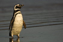 Magellanic Penguin (Spheniscus magellanicus) on beach, Pebble Island, Off north coast of West Falkland, Falkland Islands