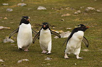 Rockhopper Penguins (Eudyptes chrysocome) walking along well worn path, Pebble Island, Off north coast of West Falkland, Falkland Islands