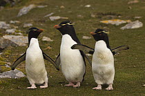 Rockhopper Penguins (Eudyptes chrysocome) Pebble Island, Off north coast of West Falkland, Falkland Islands