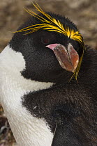 Macaroni Penguin (Eudyptes chrysolophus) portrait, Pebble Island, Falkland Islands