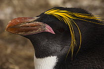 Macaroni Penguin (Eudyptes chrysolophus) portrait, Pebble Island, Falkland Islands