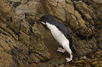Rockhopper Penguin (Eudyptes chrysocome) leaving the beach and heading inland, Pebble Island, off north coast of West Falkland, Falkland Islands