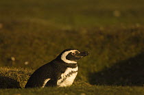 Magellanic Penguin (Spheniscus magellanicus) in burrow entrance, Pebble Island, Off north coast of West Falkland, Falkland Islands