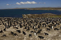 Colony of Rockhopper penguins (Eudyptes chrysocome)  Pebble Island, Falkland Islands. Endangered