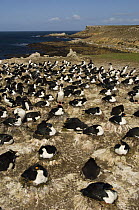 Imperial Shag / King Cormorant / Imperial Cormorant (Phalacrocorax albiventer) colony mixed with Souther rockhopper penguins (Eudyptes chrysocome chrysocome) Pebble Island, Falkland Islands