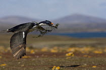 Imperial Shag / King Cormorant / Imperial Cormorant (Phalacrocorax albiventer) carrying nesting material, Pebble Island, Falkland Islands
