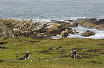 Magellanic Penguins (Spheniscus magellanicus) near their burrows with two sheep in the background, Pebble Island, Falkland Islands