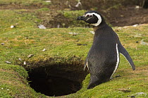 Magellanic Penguin (Spheniscus magellanicus) next to burrow, Pebble Island, Off north coast of West Falkland, Falkland Islands
