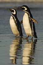Magellanic Penguins (Spheniscus magellanicus) on beach, Pebble Island, Off north coast of West Falkland, Falkland Islands