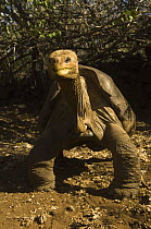 Giant Tortoise (Geochelone elephantopus abingdoni)  'Lonesome George' the last of the Pinta Island Tortoise subspecies (Geochelone nigra abingdoni), captive, Charles Darwin Station, Santa Cruz island...