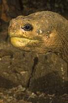 Giant Tortoise (Geochelone elephantopus abingdoni)  'Lonesome George' the last of the Pinta Island Tortoise subspecies (Geochelone nigra abingdoni), captive, Charles Darwin Station, Santa Cruz island...