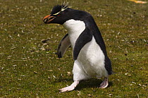 Southern rockhopper penguin (Eudyptes chrysocome) carrying a pebble for nest building, Pebble Island, off north coast of West Falkland, Falkland Islands