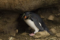 Rockhopper Penguins (Eudyptes chrysocome) in 'mineral clay lick', an area near near their colony which they seem to go to on a regular basis to eat some of the soil, Pebble Island, off north coast of...