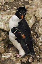 Rockhopper Penguins (Eudyptes chrysocome) on rocks, Pebble Island, off north coast of West Falkland, Falkland Islands