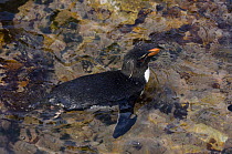 Rockhopper Penguin (Eudyptes chrysocome chrysocome) from above, swimming, Pebble Island, off north coast of West Falkland, Falkland Islands