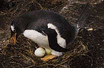 Gentoo Penguin (Pygoscelis papua) on nest, Pebble Island, off north coast of West Falkland, Falkland Islands