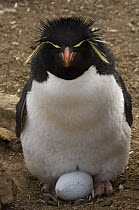 Rockhopper Penguin (Eudyptes chrysocome chrysocome) with egg, Pebble Island, Off north coast of West Falkland, Falkland Islands