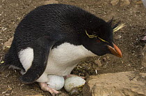 Rockhopper Penguin (Eudyptes chrysocome chrysocome) on nest, Pebble Island, Off north coast of West Falkland, Falkland Islands