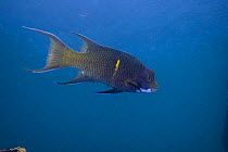 Streamer / Mexican Hogfish (Bodianus diplotaenia) off of Wolf Island, Galapagos Islands, Ecuador, South America