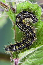 Caterpillar larva of Small tortoiseshell {Aglais urticae} feeding on nettle leaves, UK