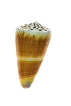 Cone shell {Conus distans}