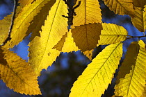 Sweet chestnut leaves in autumn {Castanea sativa} UK