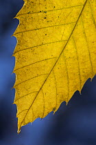 Sweet chestnut leaf in autumn {Castanea sativa} UK