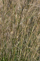 Smilo grass / Many Flowered Millet (Piptatherum miliaceum), a perennial mountain rice native to the Mediterranean and introduced into North America.