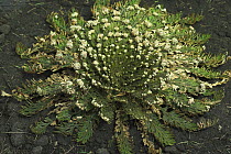 Resurrection plant / Rose of Jericho / Farnmoss  {Selaginella lepidophylla} plant with leaves open in wet conditions, sequence 2/2