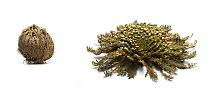 Resurrection plant / Rose of Jericho / Farnmoss  {Selaginella lepidophylla} plant curled up in tight ball in dry conditions and open in wet conditions