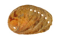 Abalone / Common ormer / Lamellose ormer (Haliotis lamellosa) shell, Mediterranean, France