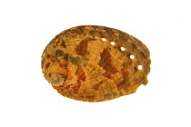 Abalone / Common ormer / Lamellose ormer (Haliotis lamellosa) shell, Mediterranean, France