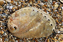 Abalone / Common ormer / Lamellose ormer (Haliotis lamellosa) shell on beach, Mediterranean, France