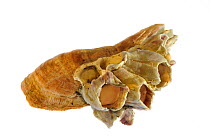 American slipper limpet (Crepidula fornicata) shell with Acorn barnacles (Megabalanus tintinnabulum) growing on it, Normandy, France