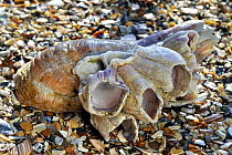 American slipper limpet (Crepidula fornicata) shell on beach with Acorn barnacles (Megabalanus tintinnabulum) growing on it, Normandy, France