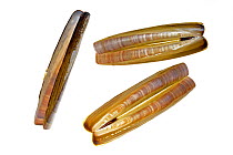 American jackknife / razor clam (Ensis directus / americanus) shells, Belgium