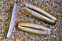 American jackknife / razor clam (Ensis directus / americanus) shells on beach, Belgium