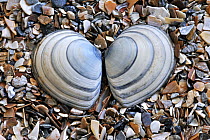 Baltic tellin (Macoma balthica) shell on beach, Belgium